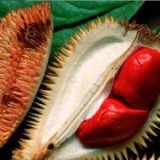 【榴蓮核】榴蓮核怎么吃_榴蓮核的功效與作用