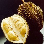 【榴蓮沒熟怎么辦】榴蓮的功效與作用_榴蓮不能和什么一起吃