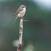 【甘蔗的營養(yǎng)價值】甘蔗的功效_