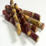 【吃甘蔗會(huì)胖嗎】甘蔗的熱量_甘