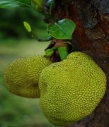 【菠蘿蜜怎么保存】菠蘿蜜的營養(yǎng)價值_菠蘿蜜的功效