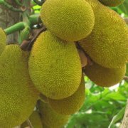 【菠蘿蜜怎么剝】菠蘿蜜的營養(yǎng)價值_菠蘿蜜的功效