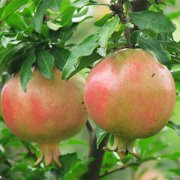 【石榴的功效與作用】石榴上火嗎_石榴的營養(yǎng)價值