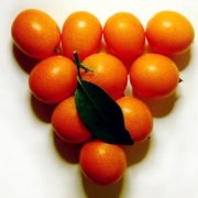 【金桔泡水的功效】金桔泡水的做法_金桔泡水的營養(yǎng)價(jià)值