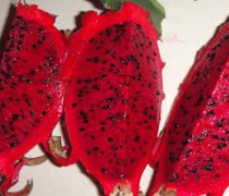 【火龍果是什么的果實(shí)】火龍果有什么營養(yǎng)呢_火龍果的熱量高不高