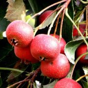 【山楂糕湯的做法】山楂糕湯的功