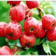 【冰糖煮山楂】冰糖煮山楂的做法_冰糖煮山楂的營養(yǎng)價值