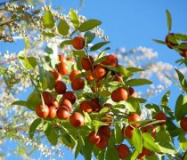 【酸棗仁的副作用】酸棗仁的功效與作用_酸棗仁的食用方法