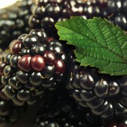 【桑葚子的副作用】桑葚子的營養(yǎng)價值_桑葚子的食用方法