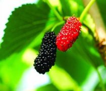 【桑葚酒的功效與作用】桑葚酒怎么做_桑葚酒的家庭做法