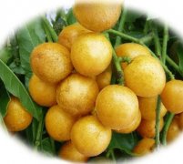 【黃皮的營養(yǎng)價值】黃皮的功效與作用