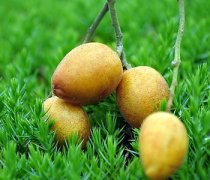 【孕婦可以吃黃皮嗎】孕婦吃黃皮好嗎，孕婦吃黃皮的注意事項(xiàng)