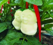 【人參果的產(chǎn)地】人參果什么時(shí)候