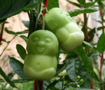 【人參果多少錢一斤】人參果的功