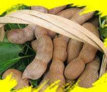 【干人參果怎么吃】干人參果的功