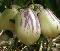 【人參果的營(yíng)養(yǎng)價(jià)值】人參果怎么