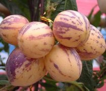 【人參果樹是真的嗎】人參果樹價(jià)格多少_人參果樹怎么種植