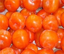 【柿子和香蕉能一起吃】柿子的營(yíng)養(yǎng)價(jià)值_柿子能空腹吃嗎_柿子不能和什