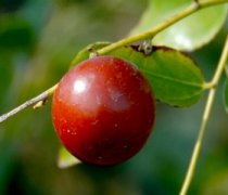 【野酸棗】野酸棗的功效與作用_野酸棗怎么吃