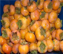 【柿子吃多了好嗎】柿子的功效與作用_柿子不能和什么同吃