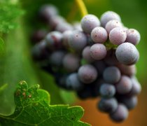 【吃葡萄上火嗎】葡萄的營養(yǎng)價值