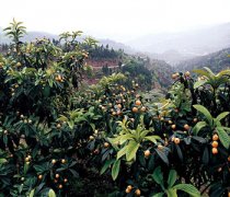 【枇杷的功效與作用】吃枇杷有什么好處_枇杷的營養(yǎng)價值