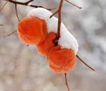 【凍柿子的吃法】凍柿子的營養(yǎng)_凍柿子不能和什么一起吃