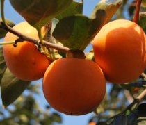 【空腹吃柿子】空腹吃柿子會怎么樣_空腹吃柿子好嗎