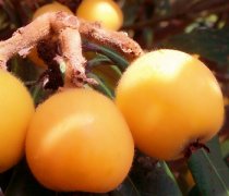 【枇杷果的功效與作用】枇杷果怎么吃