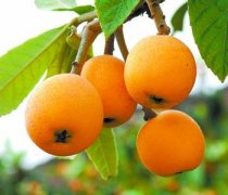 【枇杷果】枇杷果的功效與作用_枇杷果怎么吃