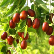 【酸棗樹】酸棗樹有什么可用價(jià)值