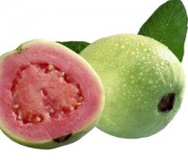 【番石榴的熱量】番石榴的營養(yǎng)價值_番石榴的功效與作用