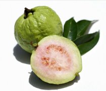 【番石榴的功效與作用】番石榴怎么吃_番石榴能降血糖嗎