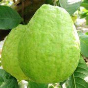 【番石榴怎么保存】番石榴怎么吃_番石榴的營養(yǎng)價值