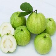 【番石榴汁的功效與作用】番石榴汁的營養(yǎng)價值_番石榴汁的做法