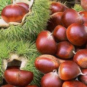 【炒板栗】炒板栗的做法_炒板栗的營(yíng)養(yǎng)