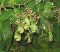 【腰果樹】腰果樹長在哪_腰果樹