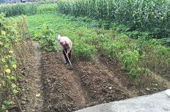 家鄉(xiāng)味的腌制四季豆的做法