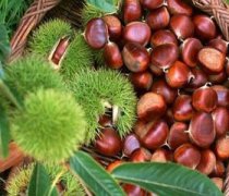 【板栗怎么去皮】板栗怎么做好吃_哪些人適合吃板栗