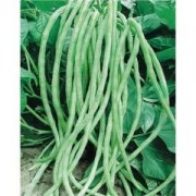 【長豇豆的做法大全】長豇豆的選購_長豇豆煮食注意事項