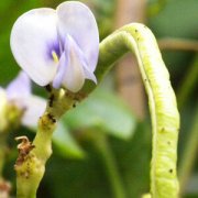 【豇豆炒肉片】豇豆炒肉片的營(yíng)養(yǎng)