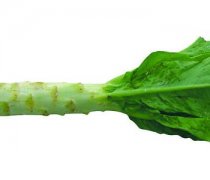 【萵筍葉的做法】萵筍葉的營養(yǎng)價值_萵筍葉的食用禁忌