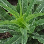 【炒萵筍的做法】炒萵筍的營養(yǎng)價值_炒萵筍的適宜人群_萵筍應該怎么挑