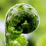 【蕨菜的營養(yǎng)價值】蕨菜的功效與作用