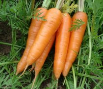 【胡蘿卜和什么不能一起吃】胡蘿卜的營養(yǎng)價值_胡蘿卜的禁忌