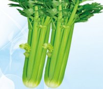 【西芹菜的做法大全】西芹菜的搭配禁忌_西芹菜的適宜人群