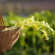 【芹菜的營養(yǎng)價值】芹菜的功效_芹菜的營養(yǎng)價值及功效