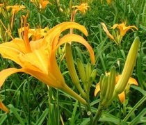 【黃花菜的功效與作用】黃花菜的功效_黃花菜的營養(yǎng)價值