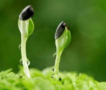 【綠豆芽的營養(yǎng)價值】綠豆芽的功