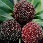 【荸薺種楊梅】什么是荸薺種楊梅_荸薺種楊梅的功效與作用